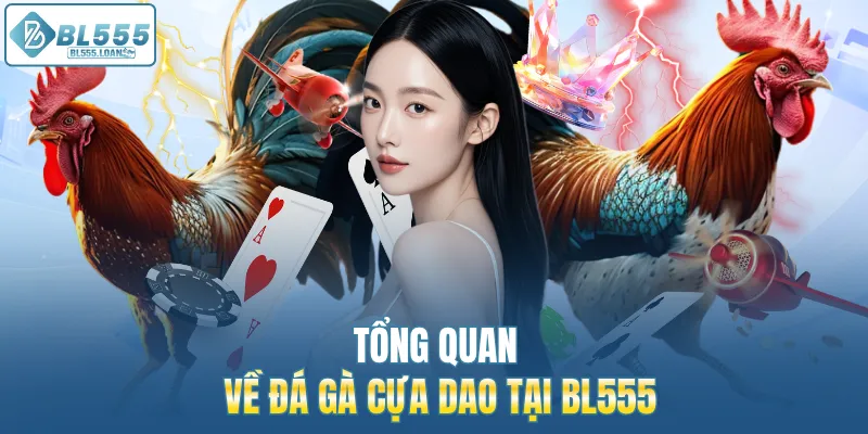tổng quan về đá gà bl555